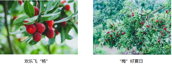 欢乐飞“杨”，“梅”好夏日同出发 万豪国际东南区携手MINI喜迎杨梅季，为万豪旅享家会员开启今夏欢聚时光