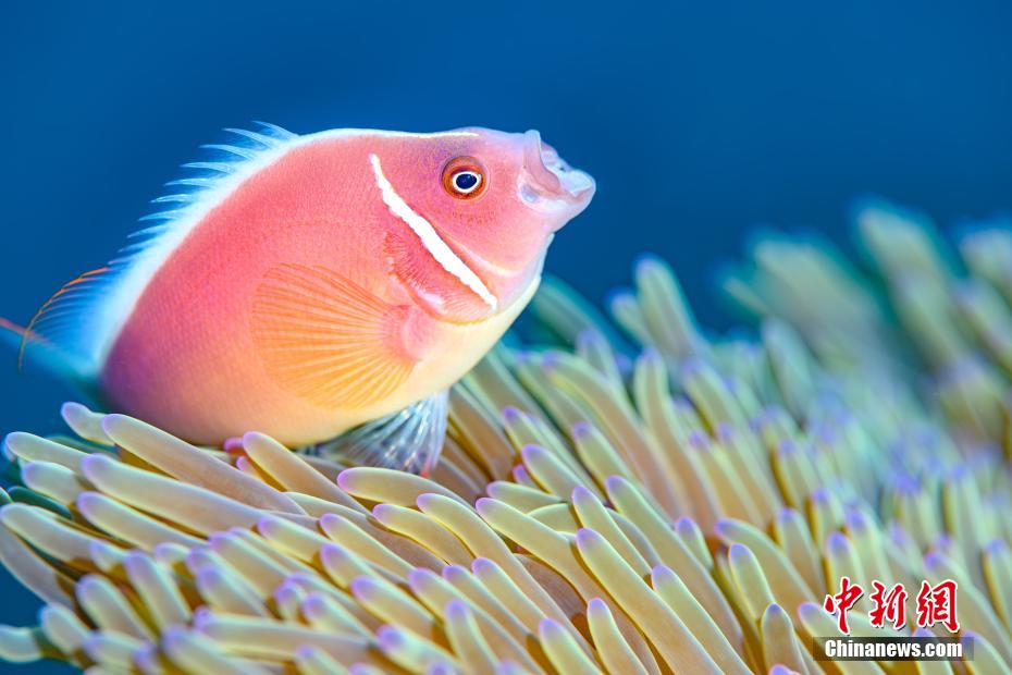 世界海洋デーに三亜の不思議な海洋生物を見る　海南省_fororder_d