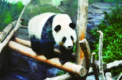 （旅游图文）大熊猫“平平”入住南京红山动物园
