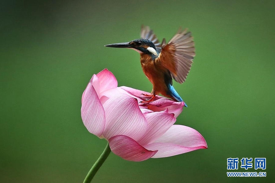 领略生物多样性之美|夏韵浓 荷花深处翠鸟忙