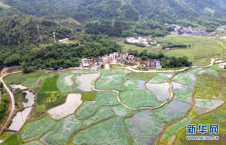 领略生物多样性之美|夏韵浓 荷花深处翠鸟忙