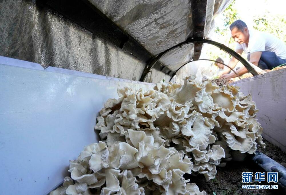 薬草やマイタケなど栗の木の下で進む増収への道_fororder_2-3