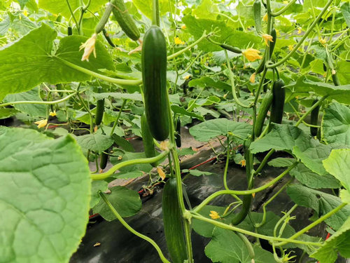 OK【河南供稿】平顶山市鲁山县产业集聚区管委会助力结对帮扶村发展村集体经济