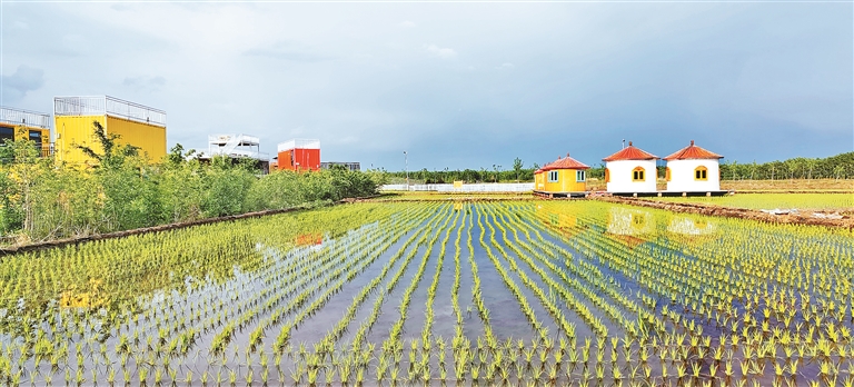 綏化：稻田公園綠意滿眼