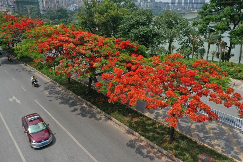 【無邊欄】廣西南寧：鳳凰花開紅似火