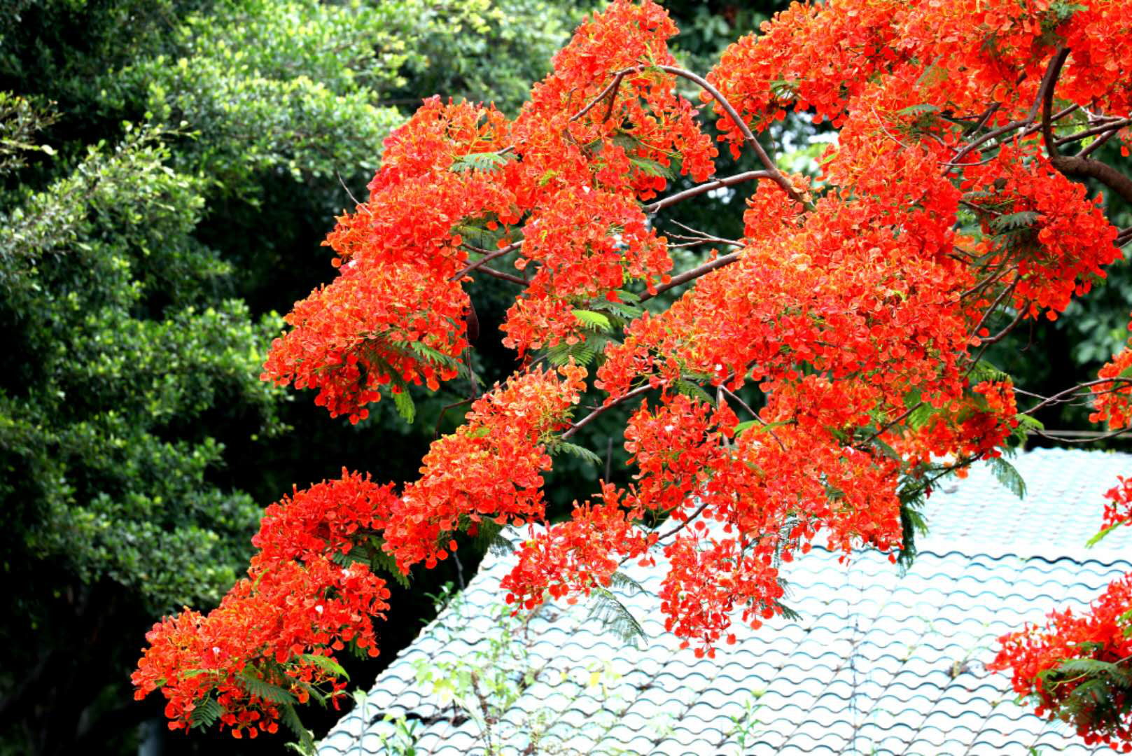 【無邊欄】廣西南寧：鳳凰花開紅似火