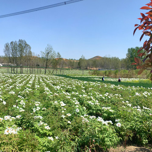 OK【河南供稿】平頂山市魯山縣倉頭鄉：“花經濟”鑄造致富夢