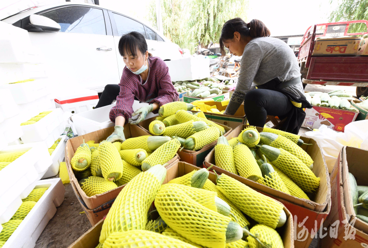 河北新樂：大棚甜瓜“甜”農家