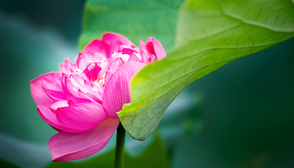 魅力盐都·安逸灯城|观彩灯、看恐龙、品美食 端午快来自贡狂欢吧_fororder_10荷园荷花开放（摄影-廖志全）