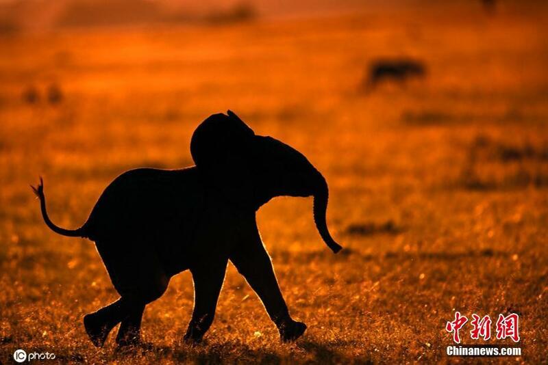 Yadda dabbobi suke rayuwa a gandun dajin Masai Mara na kasa dake Kenya_fororder_0623-5