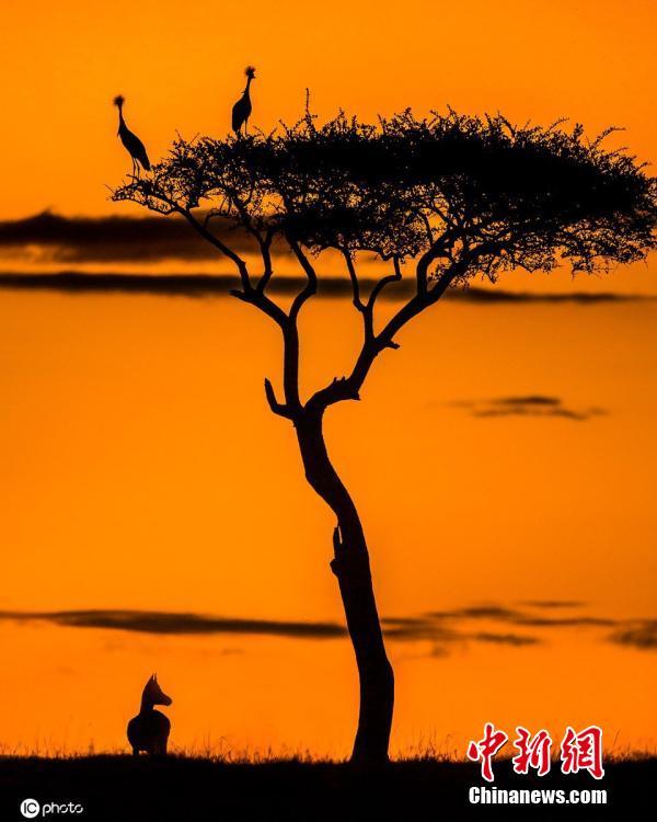 Yadda dabbobi suke rayuwa a gandun dajin Masai Mara na kasa dake Kenya_fororder_0623-3