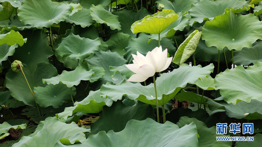 南宁：夏雨打荷花更艳