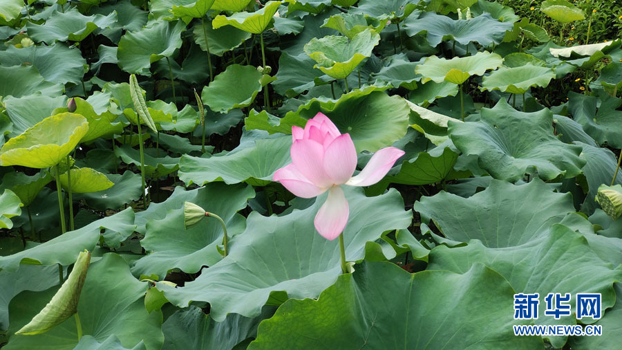 南宁：夏雨打荷花更艳