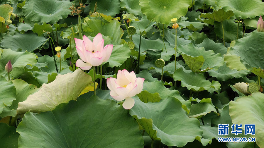 南宁：夏雨打荷花更艳