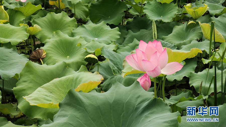 南宁：夏雨打荷花更艳