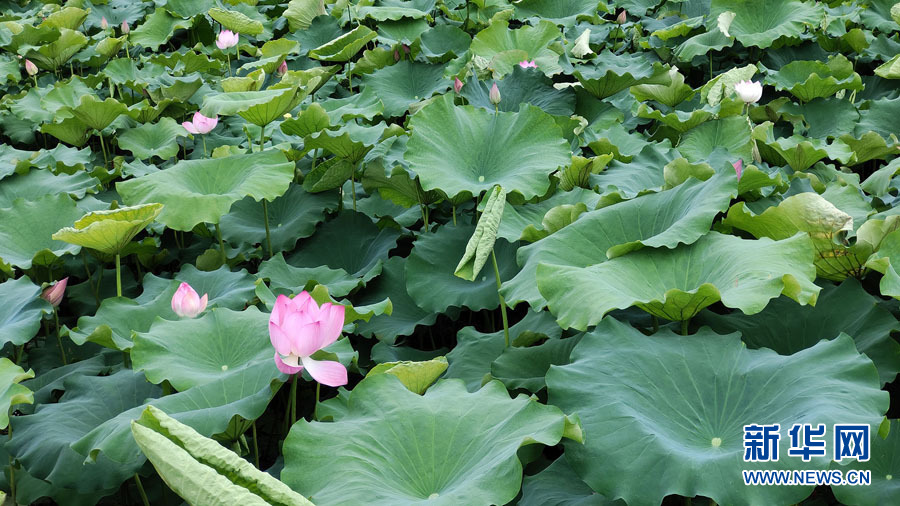 南寧：夏雨打荷花更艷