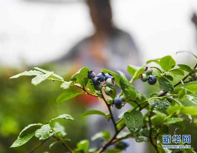 图片默认标题_fororder_11