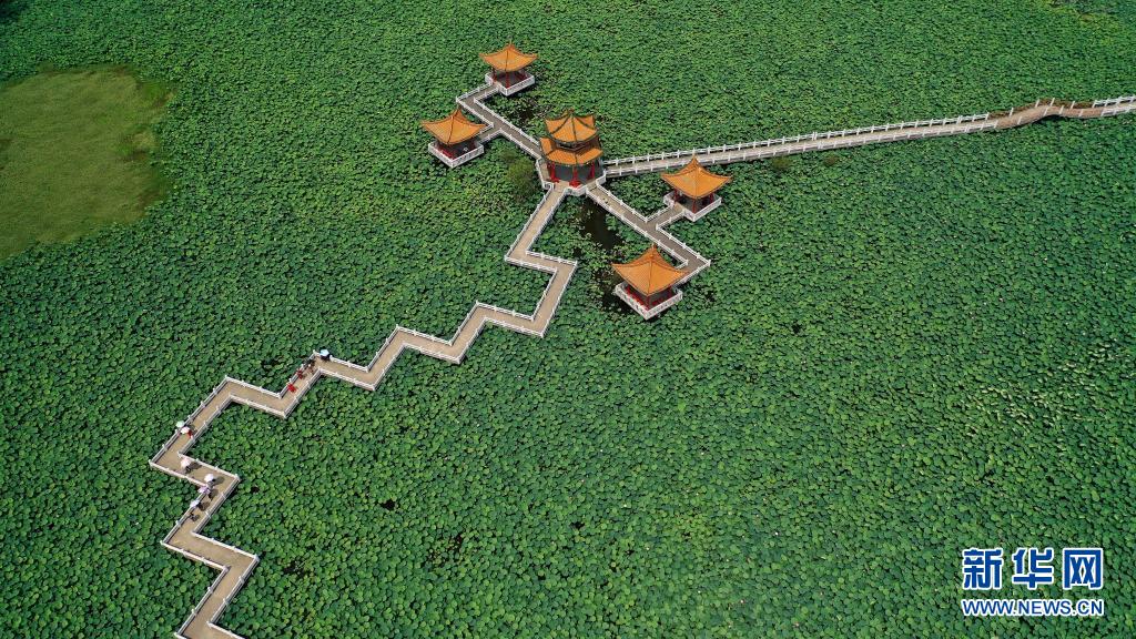 （中首）黔西南安龙县：十里荷塘荷花开