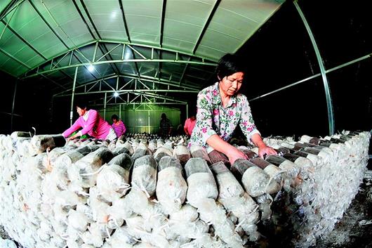 大悟茶树菇产业助农脱贫