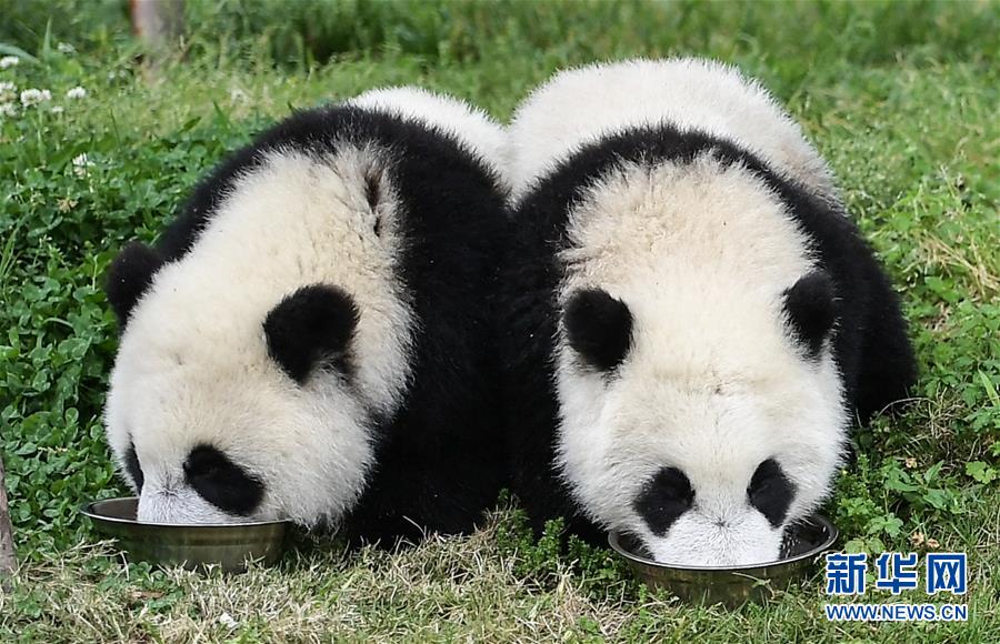 四川卧龙：初夏的“熊猫幼儿园”