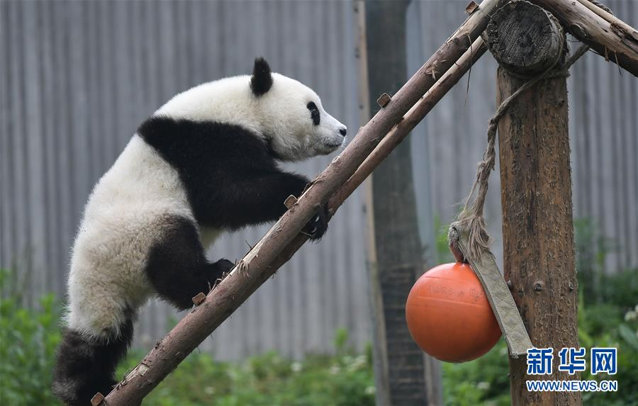 四川卧龙：初夏的“熊猫幼儿园”