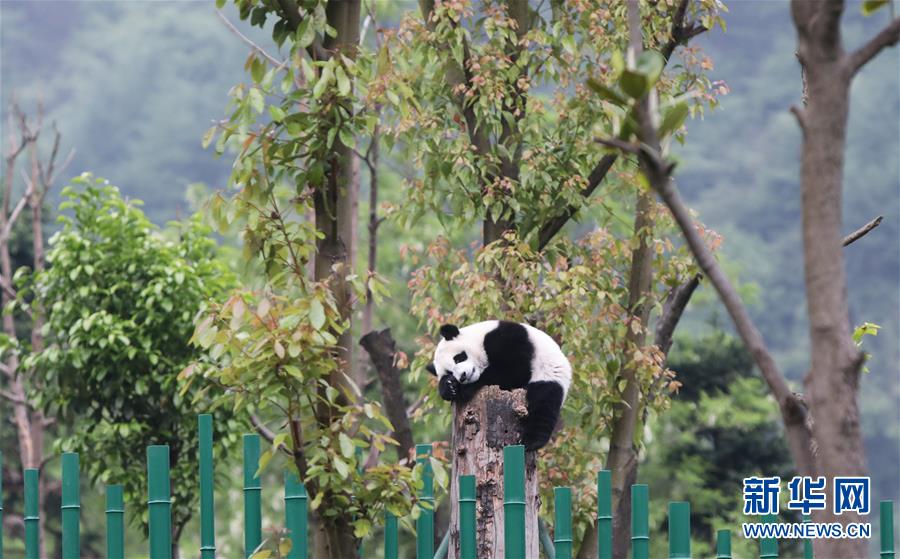 四川卧龙：初夏的“熊猫幼儿园”