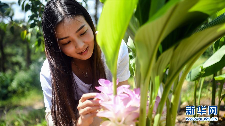 广西钦州：药材种植地成旅游一景