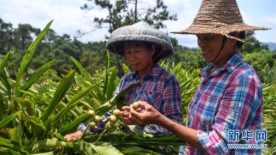 广西钦州：药材种植地成旅游一景