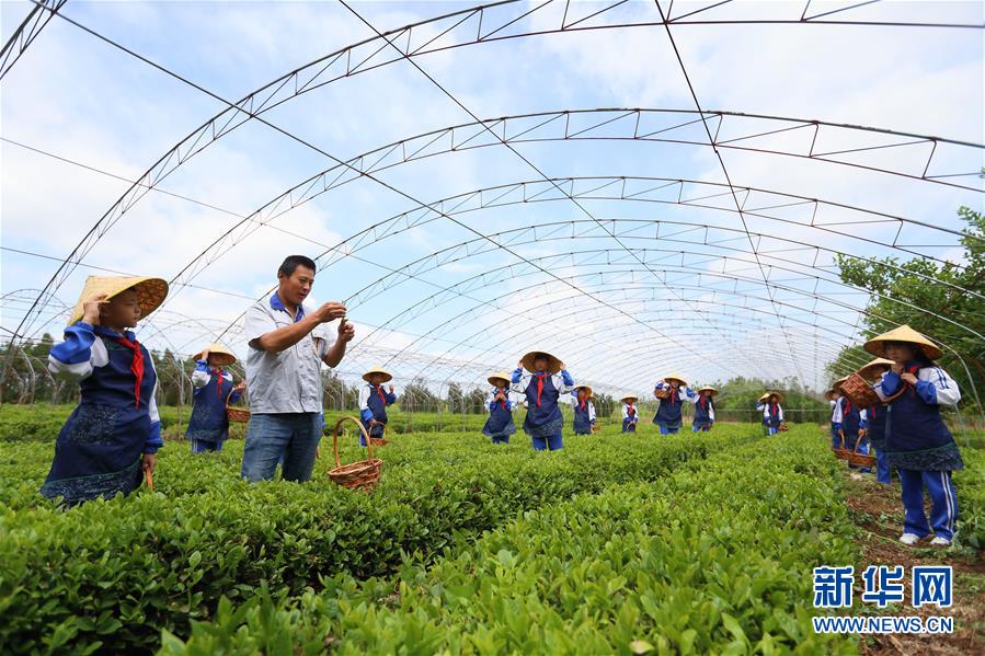 山东即墨：采茶叶 学茶艺