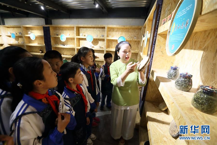 山东即墨：采茶叶 学茶艺