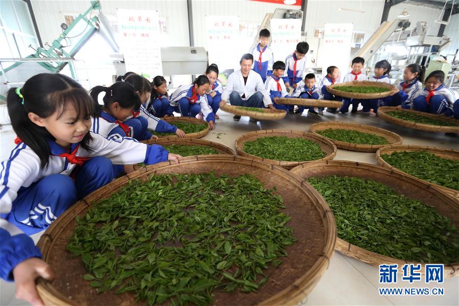 山东即墨：采茶叶 学茶艺