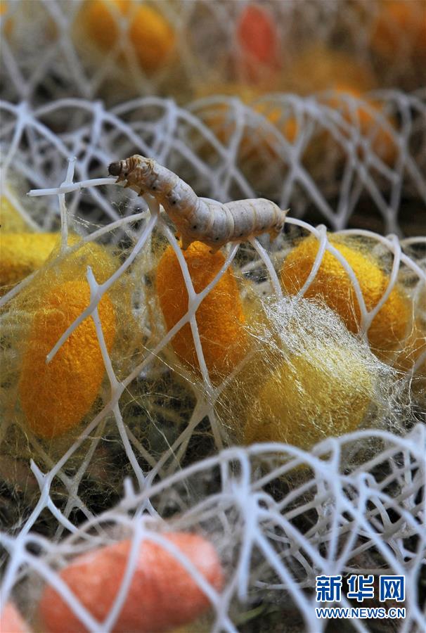 浙江湖州蚕农创办丝绸文化博物馆