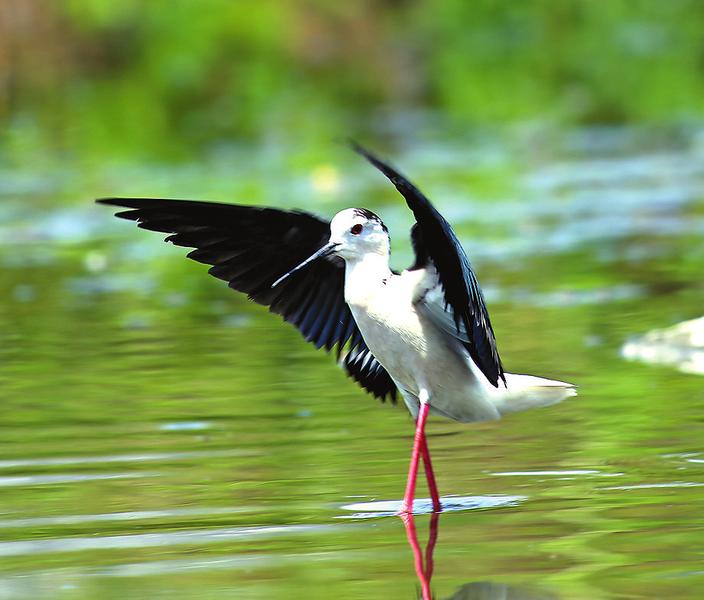 西安渭河生态景区：鸟儿的天堂