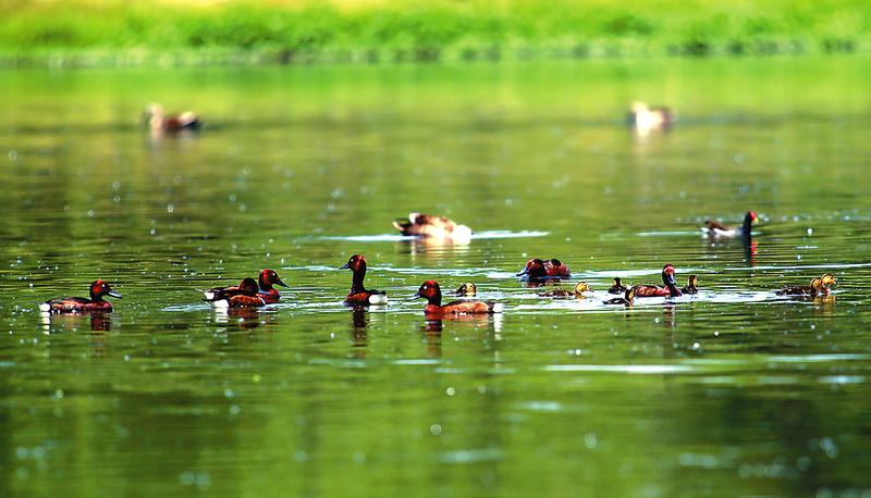 西安渭河生态景区：鸟儿的天堂