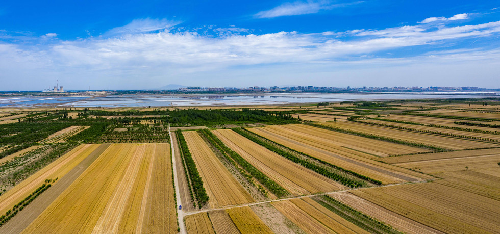 【焦点图】【CRI看山西-列表】【三晋大地-原创】山西运城小麦喜获丰收