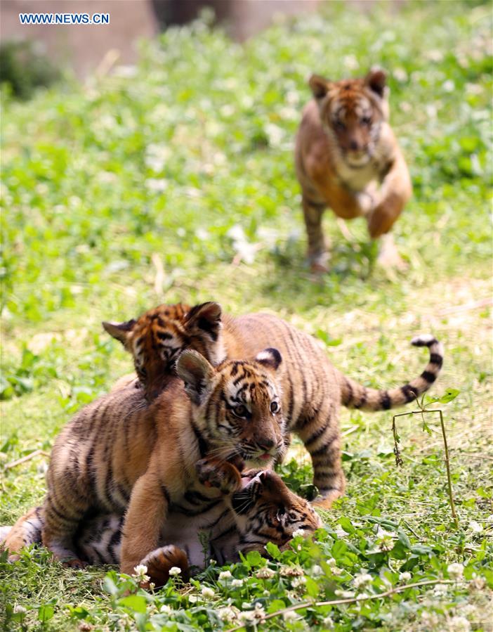 6 South China Tiger cubs allowed to meet public in Luoyang
