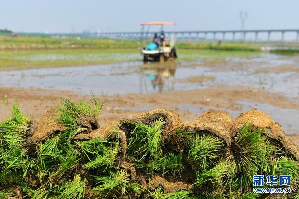 青岛“海水稻”开始大面积插播