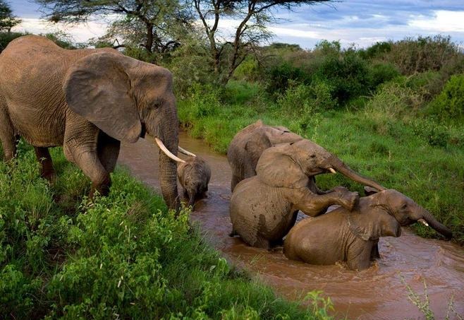 Kenya ta kaddamar da bikin giwaye don bunkasa kare gandun dabbobi_fororder_大象
