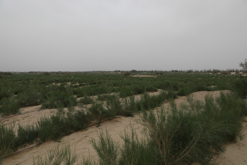 Rayuwar mazauna jihar Xinjiang ta inganta a sakamakon kyautatuwar muhallin halittun wurin_fororder___172.100.100.3_temp_9500027_1_9500027_1_1_b298eb16-f167-40e8-9431-2066b3bb56e8