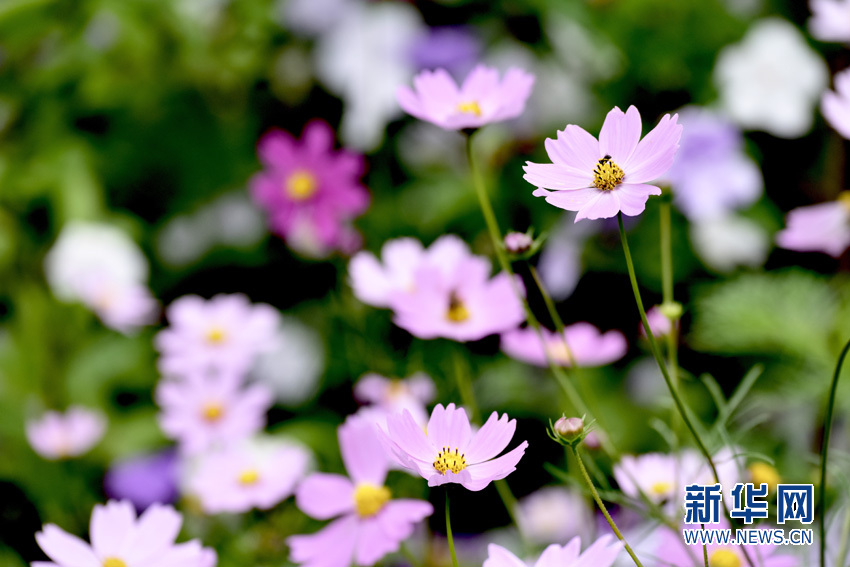 क साङ फूल_fororder_n1