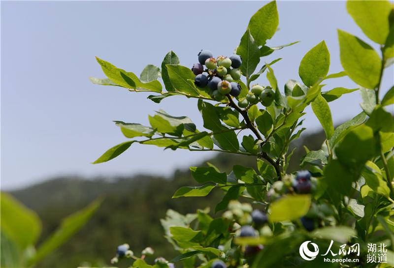 湖北保康：藍莓成熟上市 助農民增收