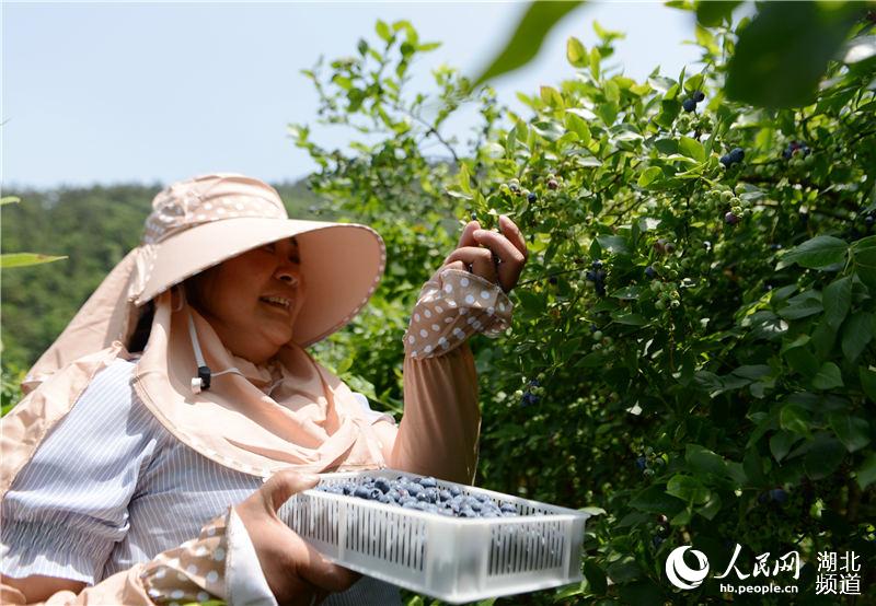 湖北保康：蓝莓成熟上市 助农民增收