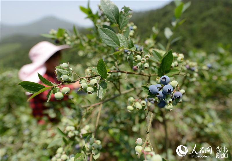 湖北保康：藍莓成熟上市 助農民增收