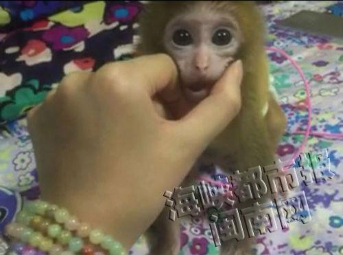 微商猴年卖活猴一只9500元 专家：饲养需许可