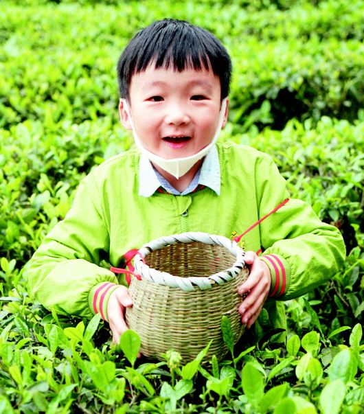 （中首）贵州：茶山远在时光里