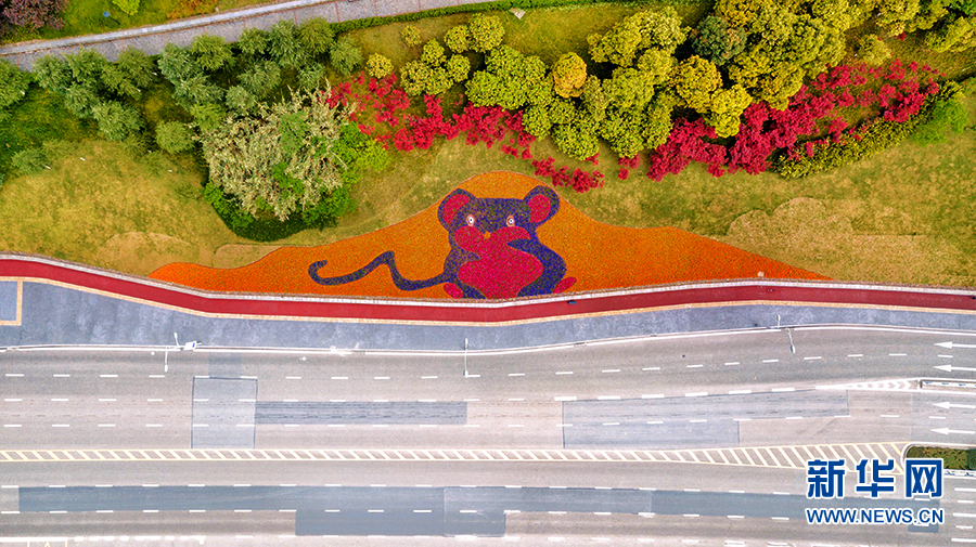 【焦點圖】重慶“鮮花大道”悄然上線 花海長廊演繹城市“色彩美學”