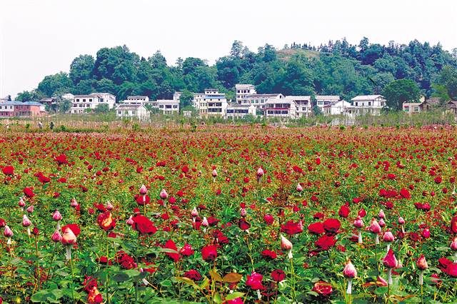 【区县联动】【南川】南川 扶贫搬迁“搬”出新天地