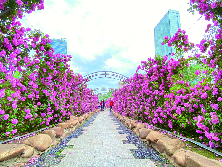 長春市兒童公園玫瑰花競相開放