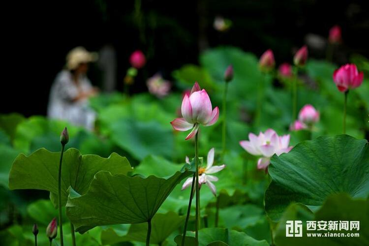 【中首 陜西 圖 】又到賞荷季