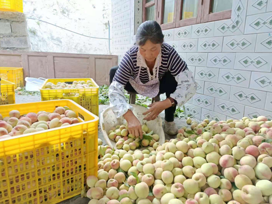 (供稿)六盘水市水城区鸡场镇:特色精品水果带动村民增收致富_fororder